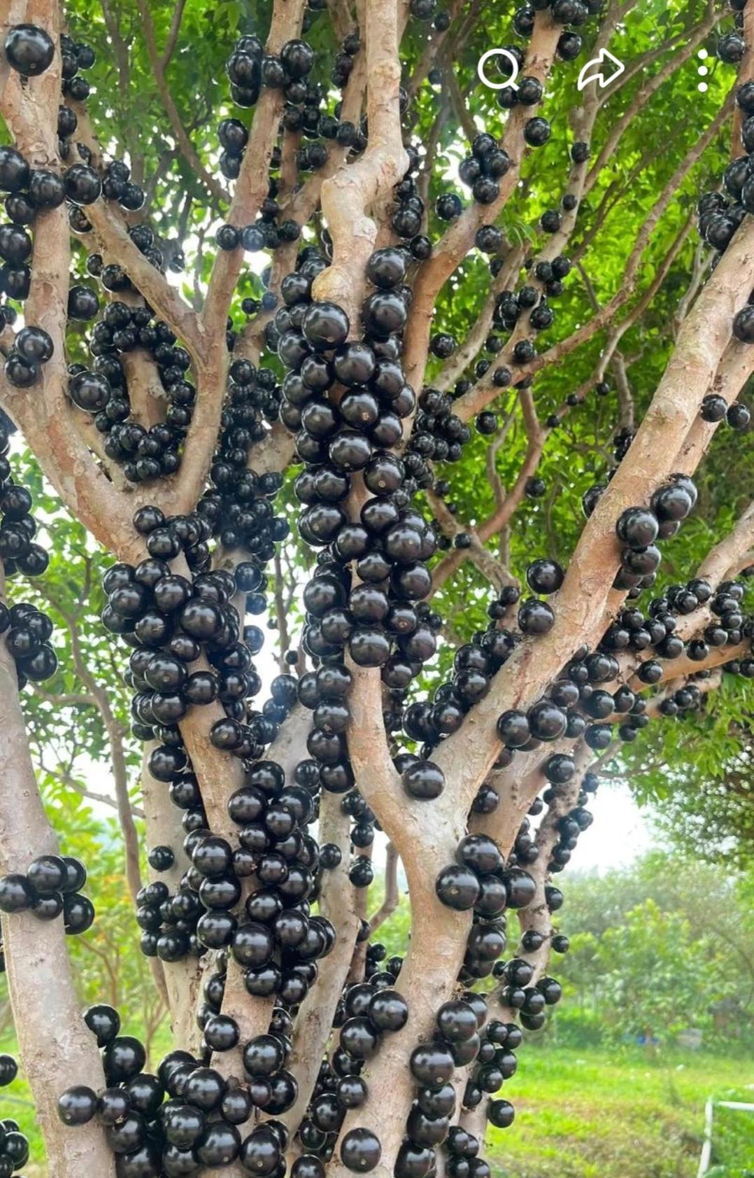 受到美伊暂时停火利好消息的刺激，亚太股市均大幅反弹，昨天刚刚说过券商板块即将进入