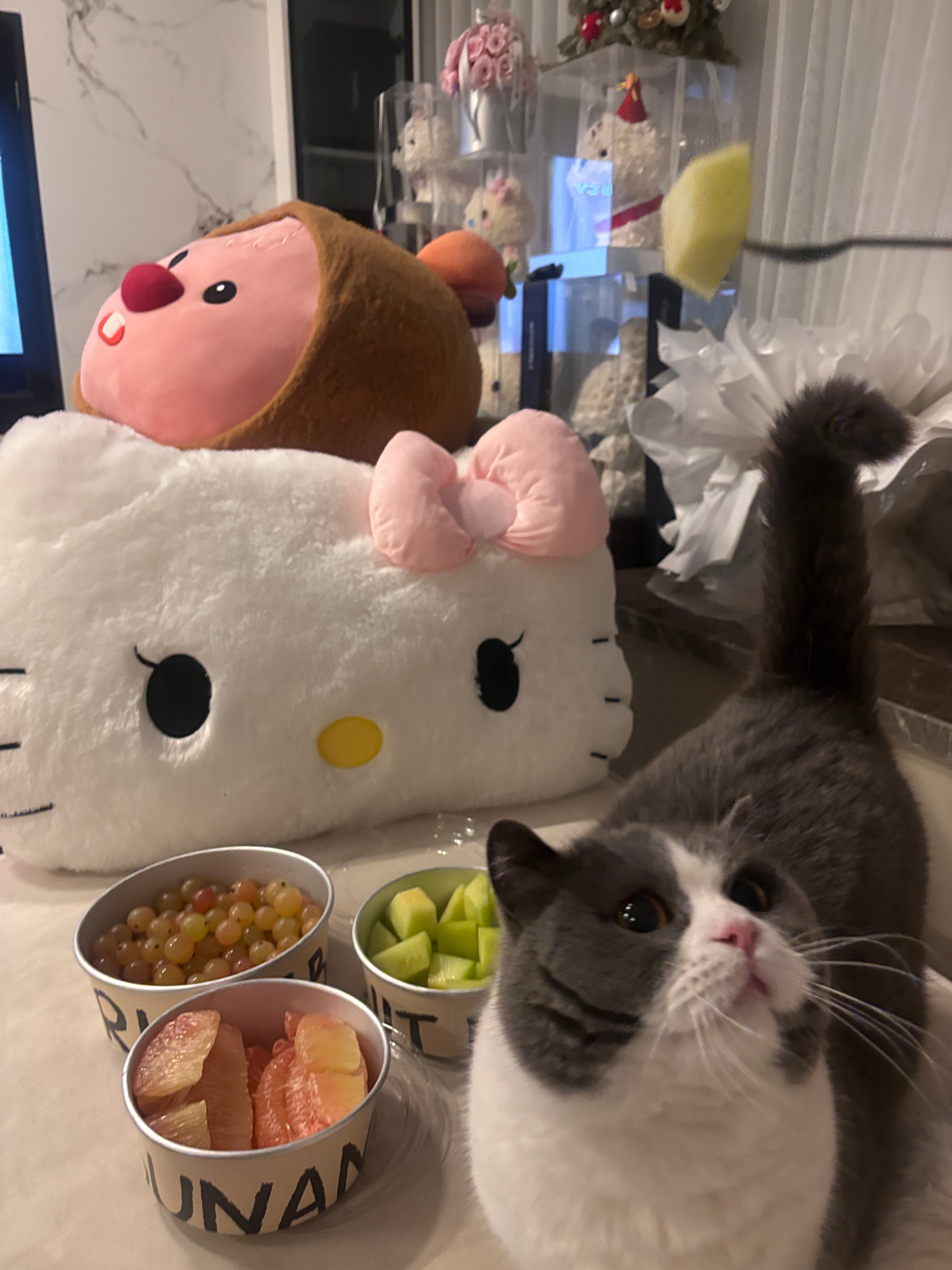 aaaaa我的小猫咪小猪咪[爱慕] ​​​