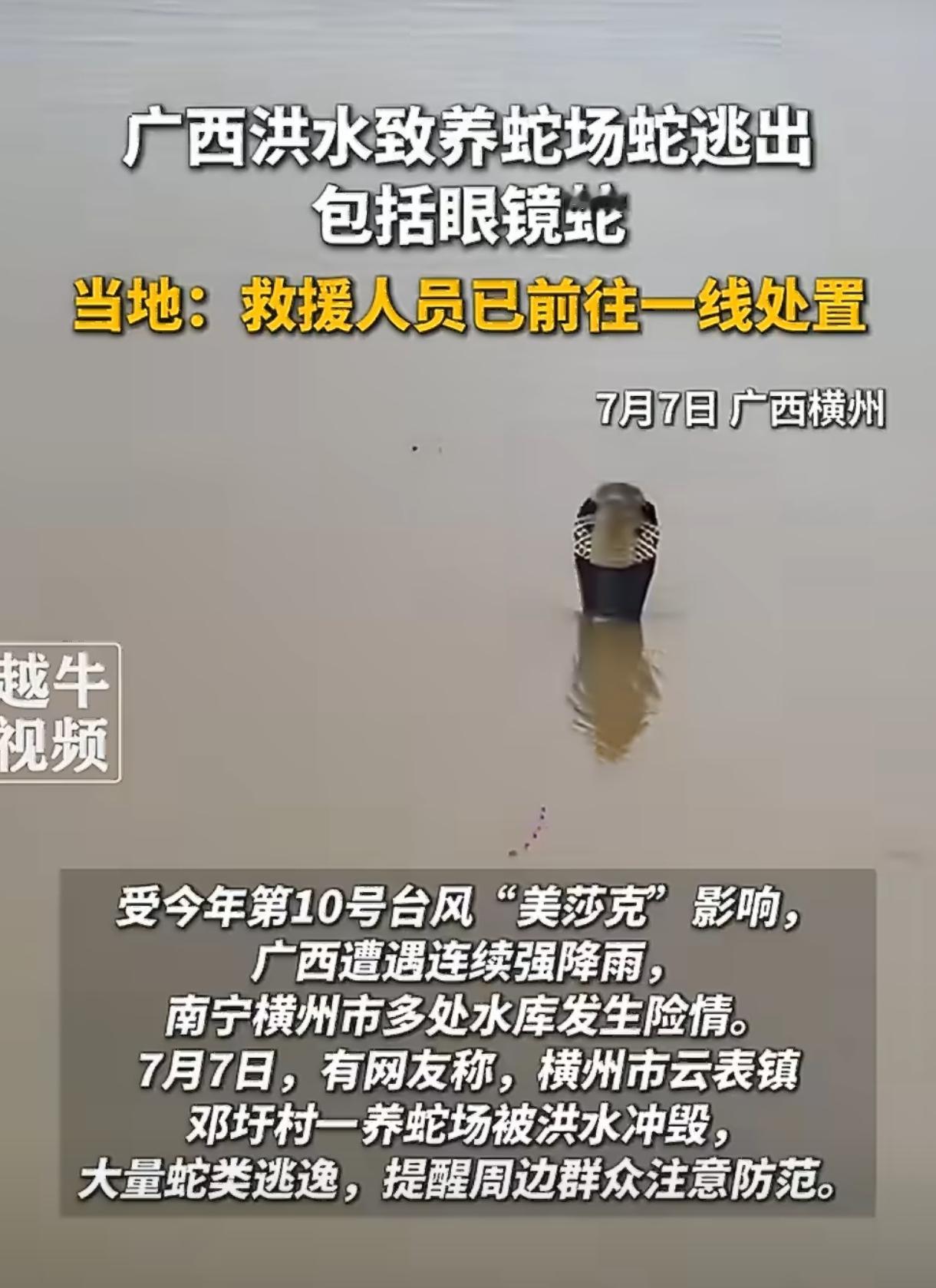 洪水冲垮养蛇场，近千条眼镜蛇外逃咬伤村民，天灾之后还有“人祸”！

受台风“美莎