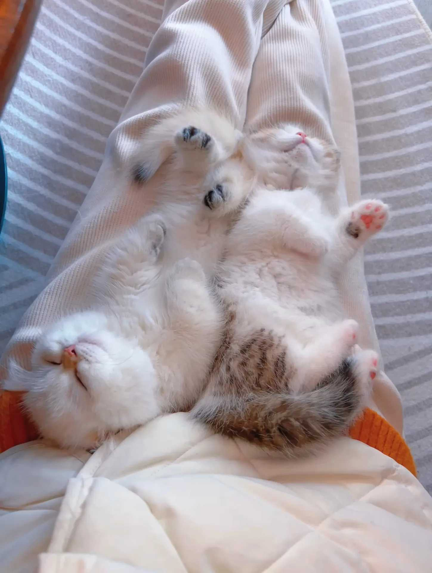 小猫小猫小猫小猫小猫猫咪小猫