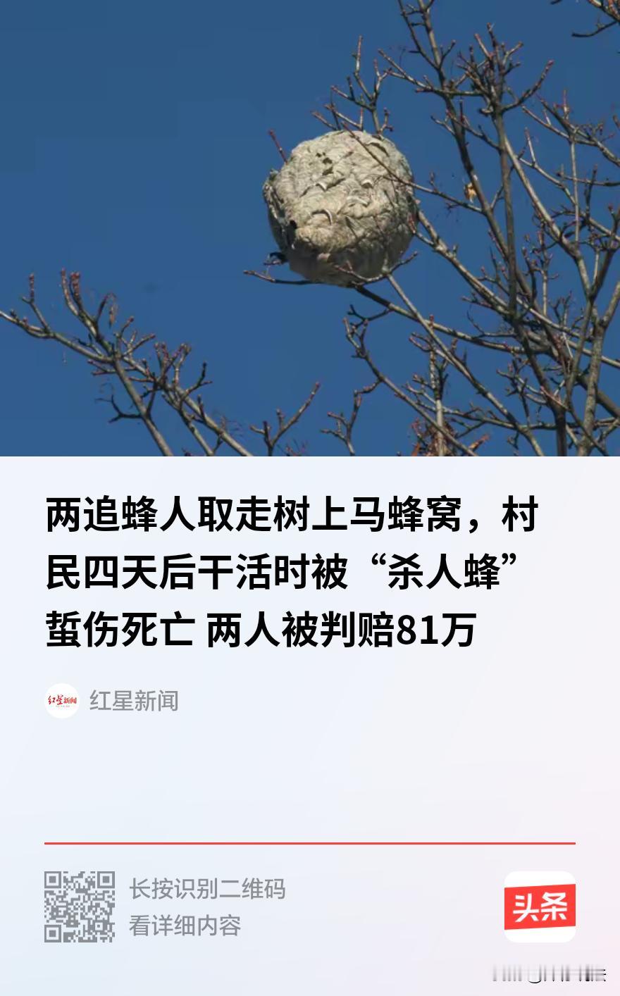 “冤不冤？”贵州遵义，两个追蜂人盯上了某村民茶园树上的一窝“七里蜂”，喷了瓶杀虫