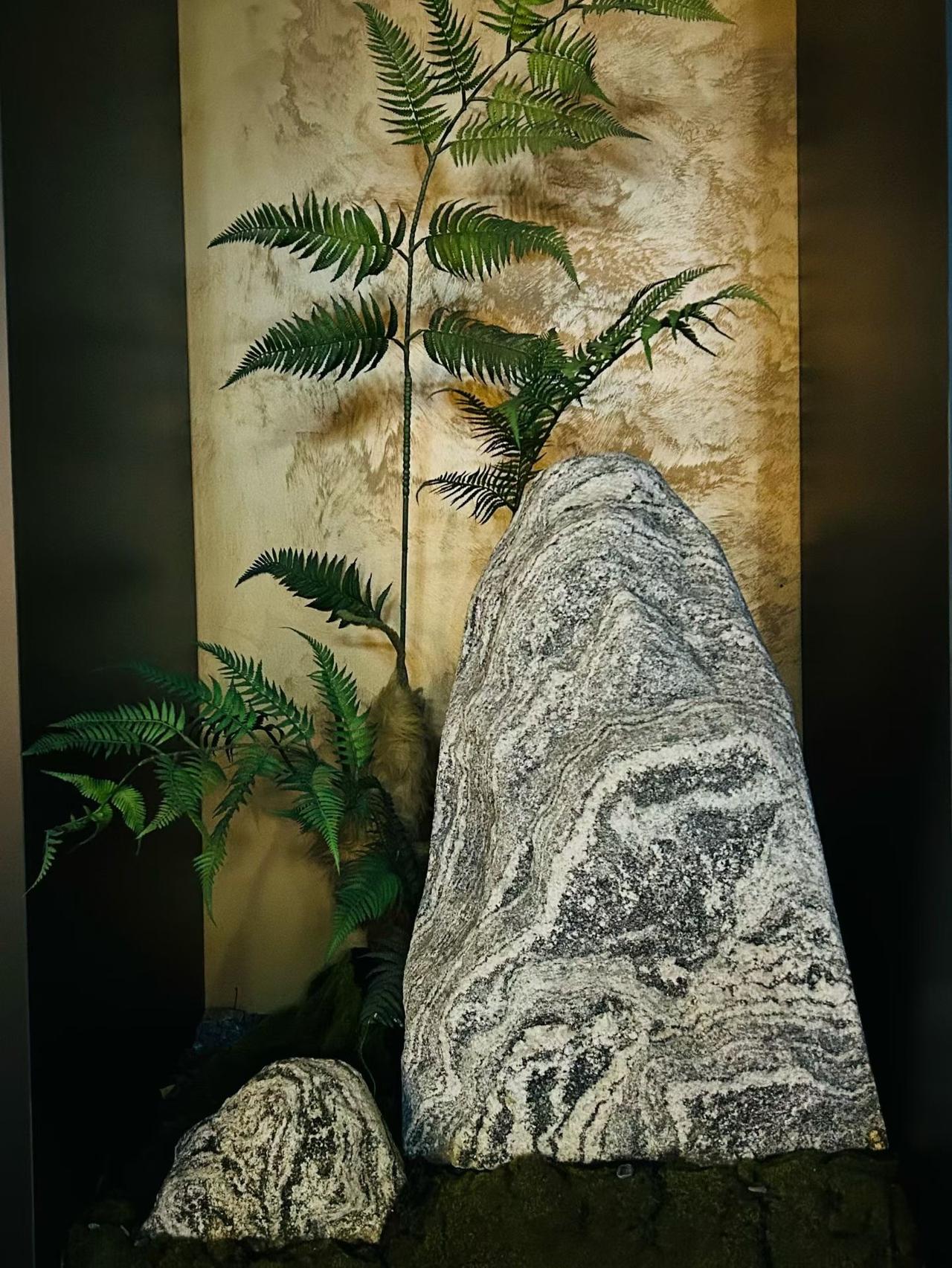 顽石沉静，蕨影婆娑。
不必奔赴深山，室内这一方小景，便藏着山野独有的松弛感。
岩