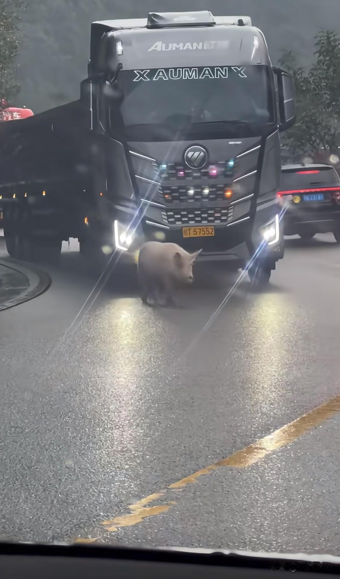 后面司机：怎么又堵车了？最前面的那家伙是猪吗？
大卡车：你猜怎么着？前面还真就是