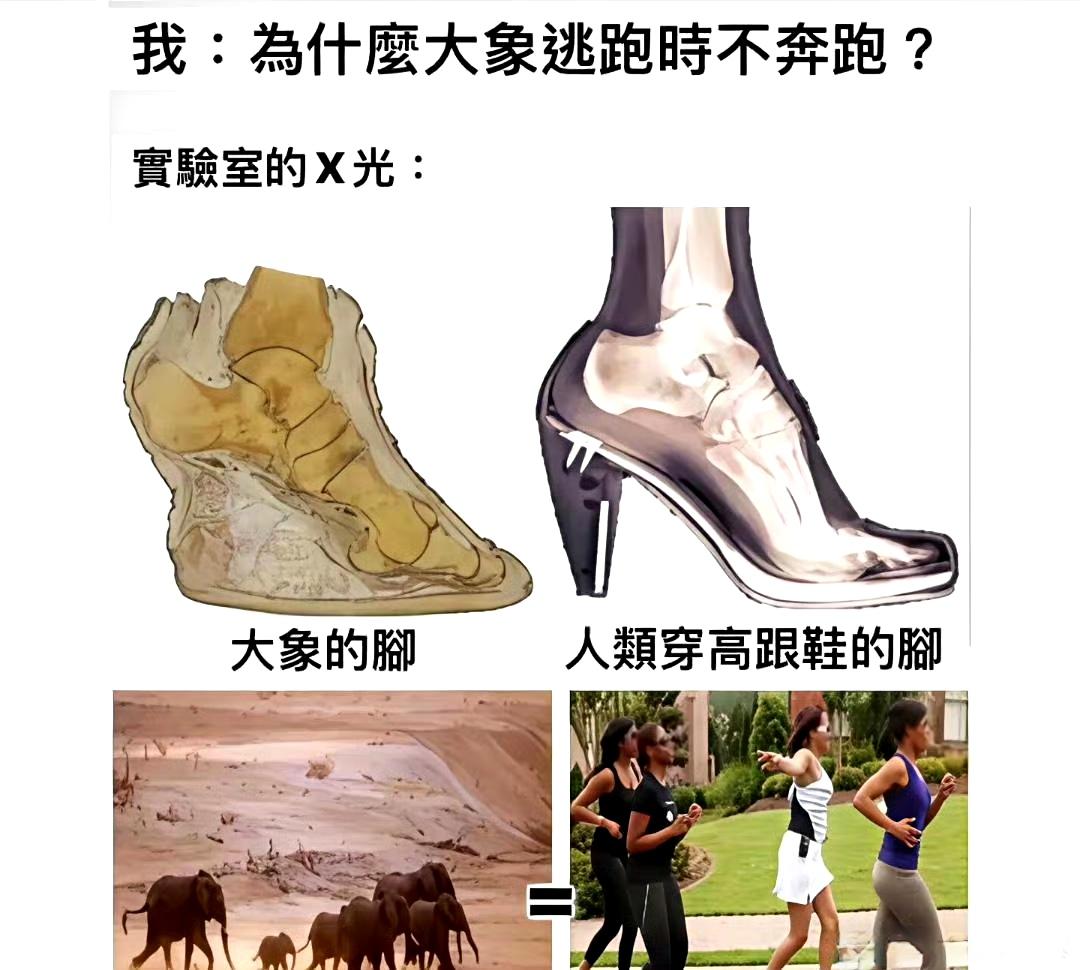 为什么大象逃跑时不奔跑？