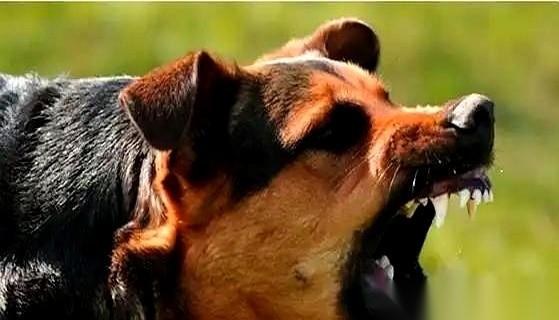 训犬师明确告诫恶犬扑来切忌伸腿去踹。
人抬腿踹向狗的鼻子或腹部往往因失衡而摔倒，