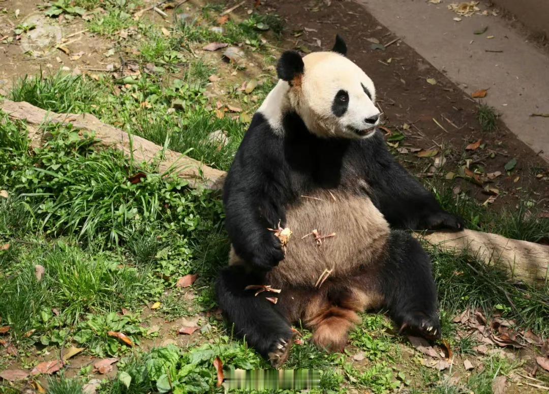 #大熊猫彤彤死亡#在野生环境中，大熊猫的平均寿命约为15-20年，而在人工饲养环