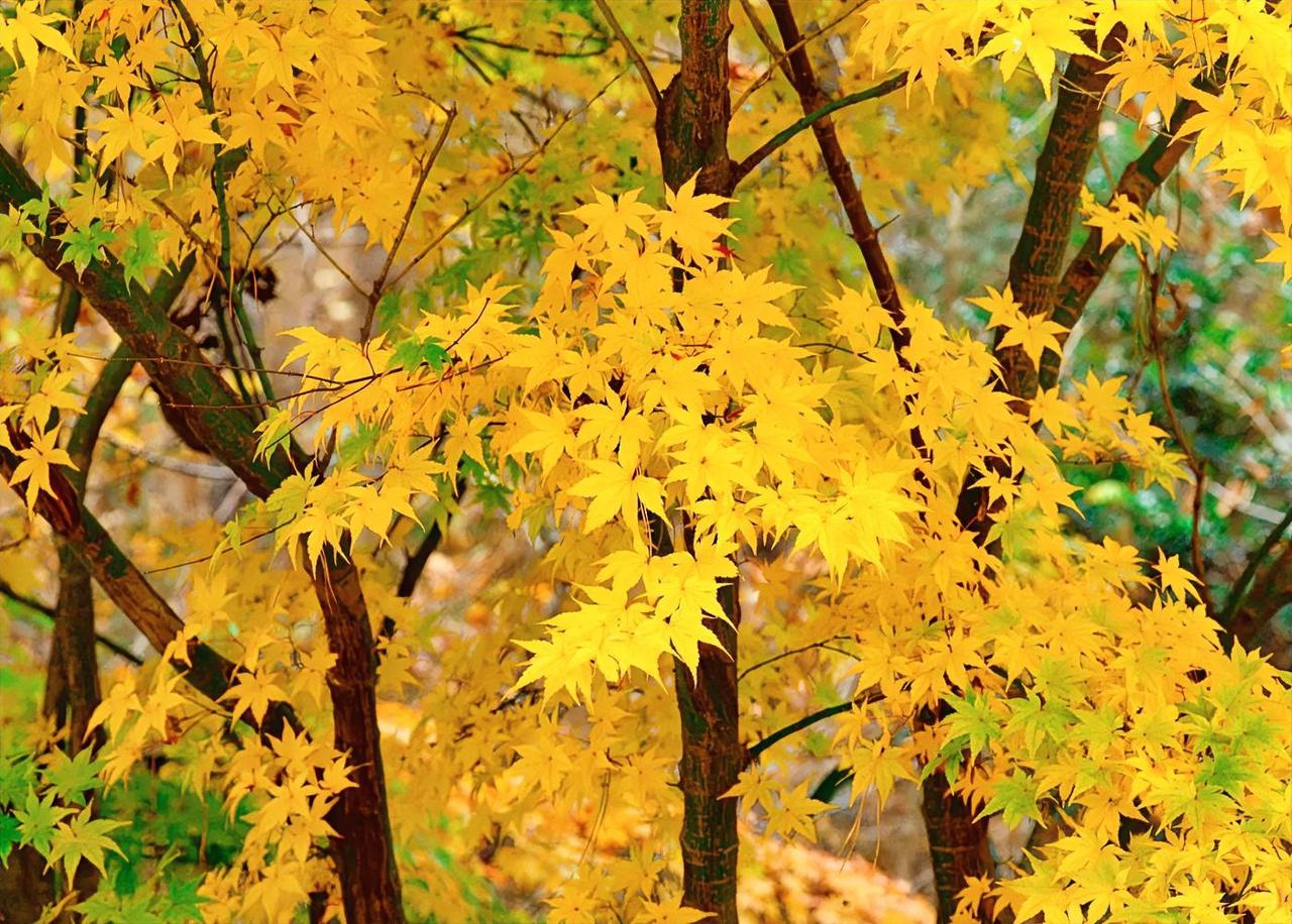 风里有了秋的味道，枫叶也醉了