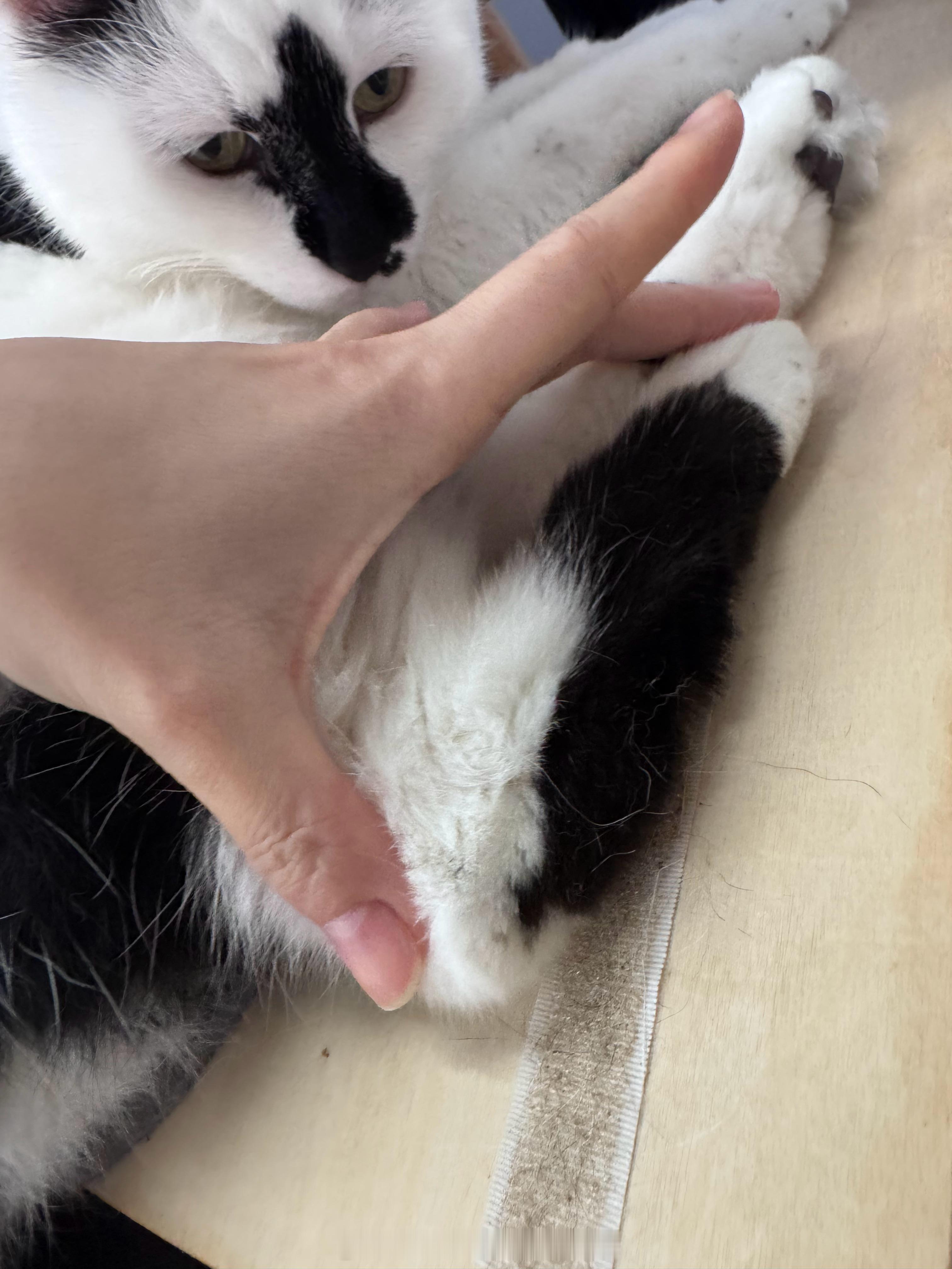 狗的脚小，猫的脚大 