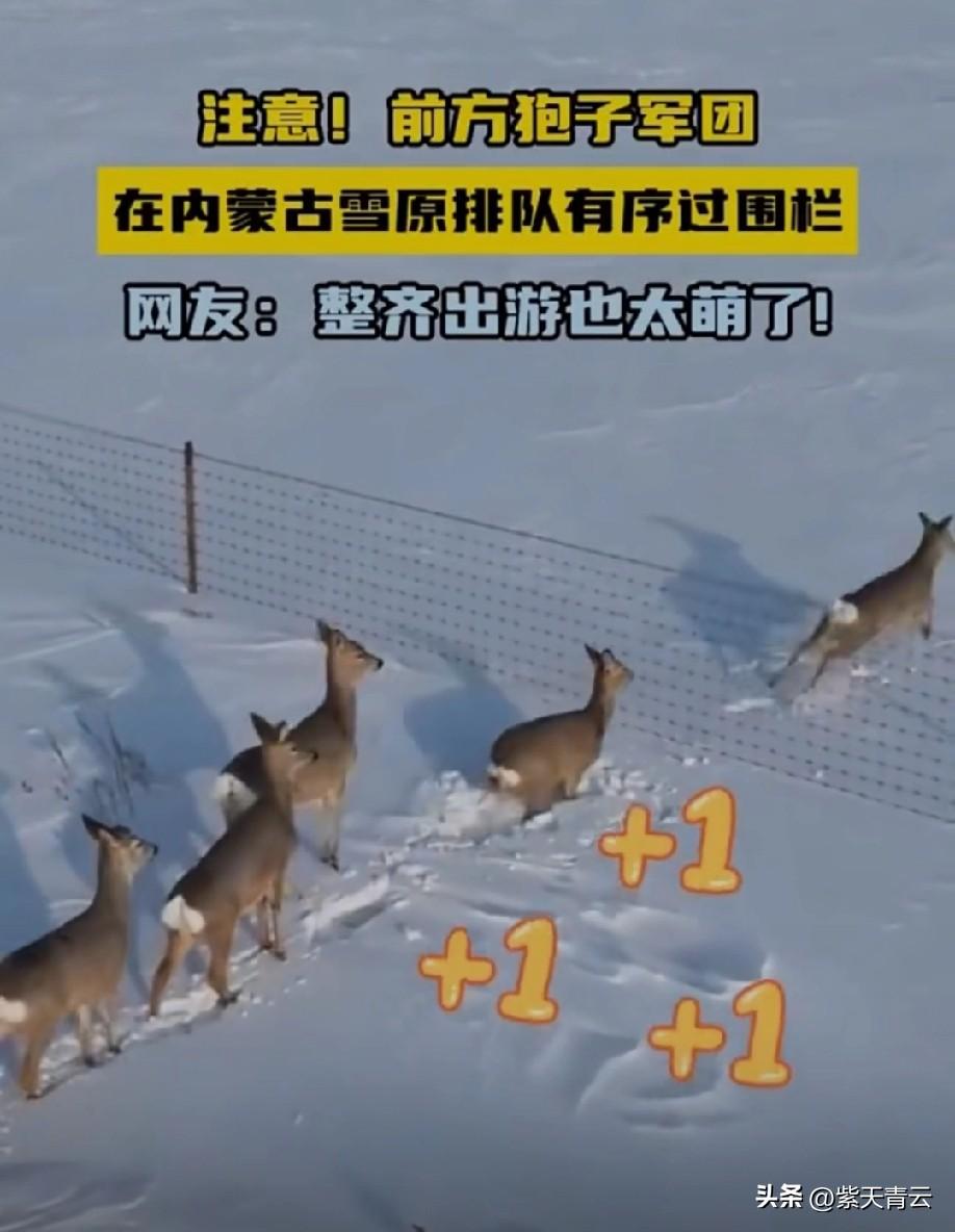 总听人说狍子傻，
遇事只会愣在原地。
看来，
这傻狍子一点也不傻！[呲牙]
很多