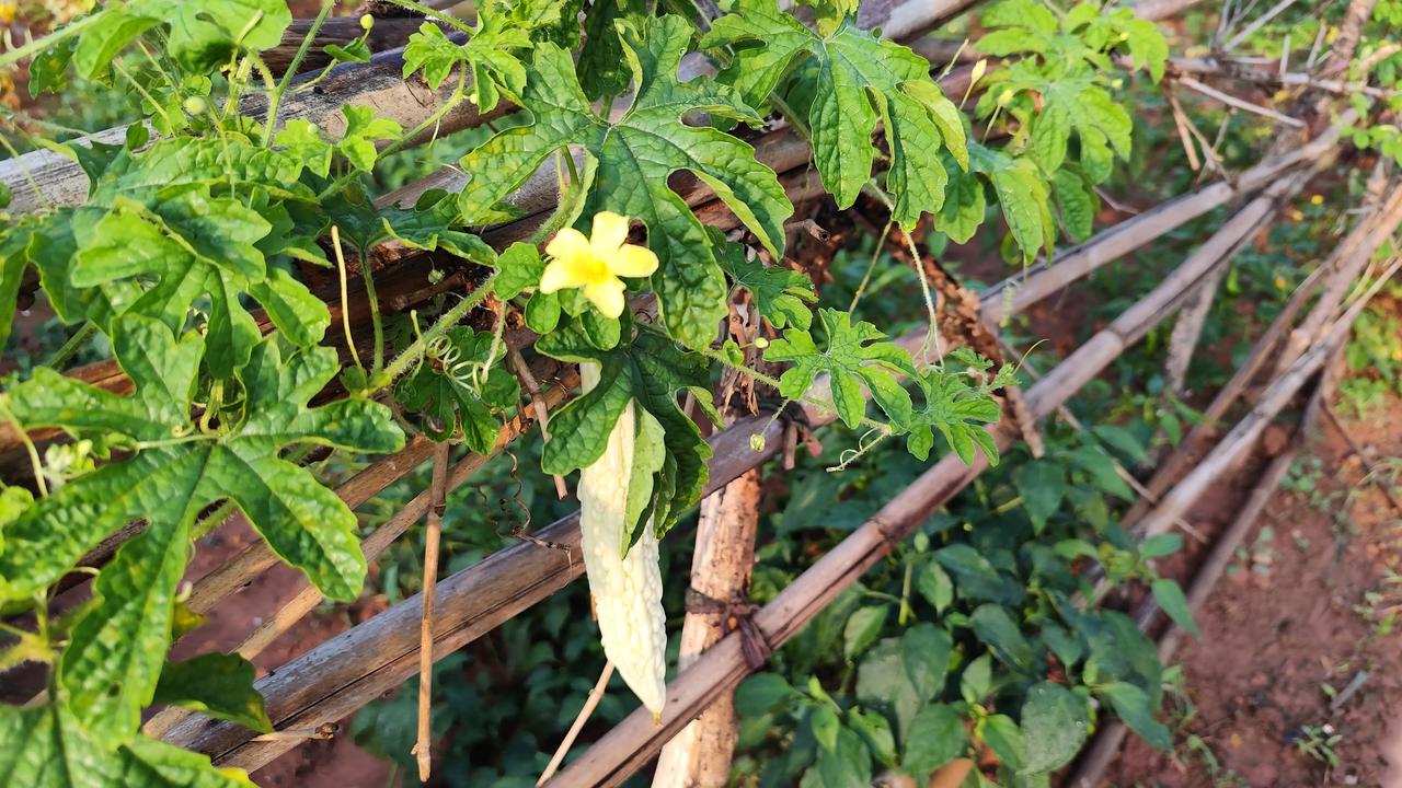 夏日生活打卡季小菜园的风景分享一张自然风景的照片