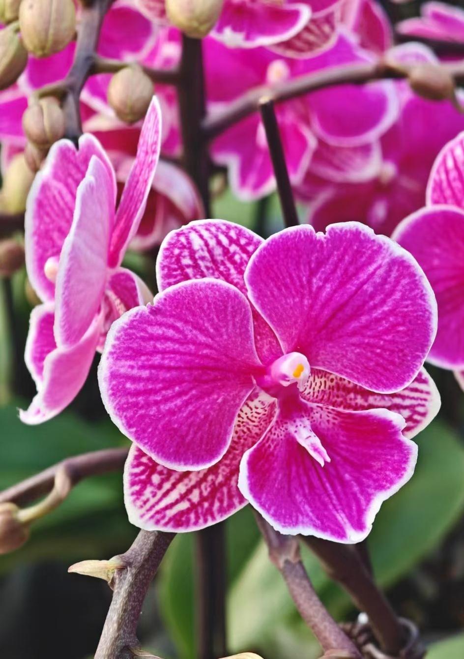 晒图笔记大赛玫红花瓣像蘸了夏的浓墨，在枝头晕出热烈的浪，连脉络里都淌着鲜活的光。