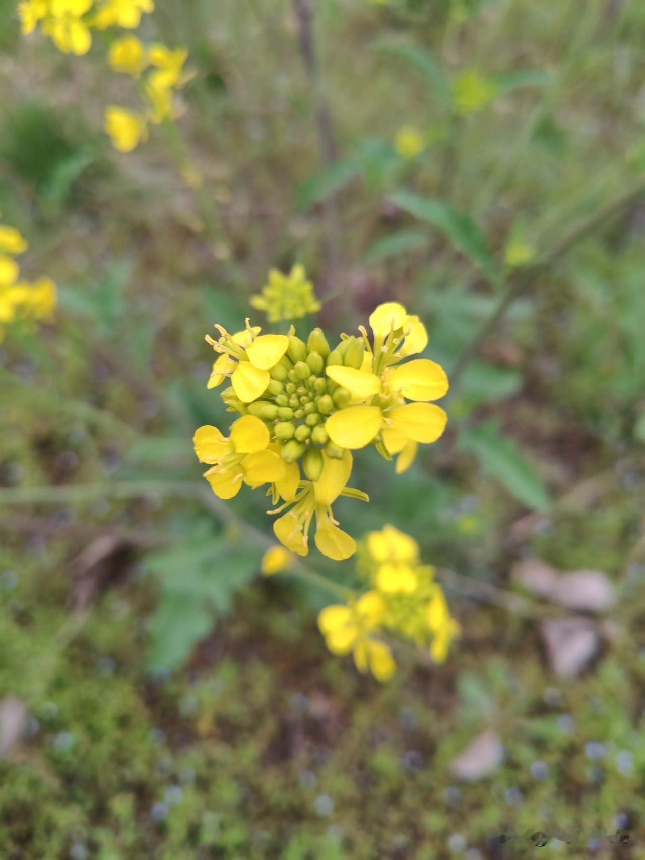 武功县渭河岸边简直是花的宝藏地。最近我去那溜达，相册里就多了好多花的美照。河滩里