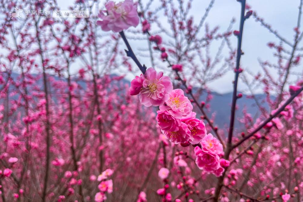 安康子午梅园春回大地，梅香四溢，宁陕县子午梅苑，已经开园迎客，开百花之先，独天下