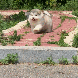 阿拉斯加犬小时候有多萌?
球型的阿拉斯加宝宝：人家长得不是肉，是可爱！
明明长大