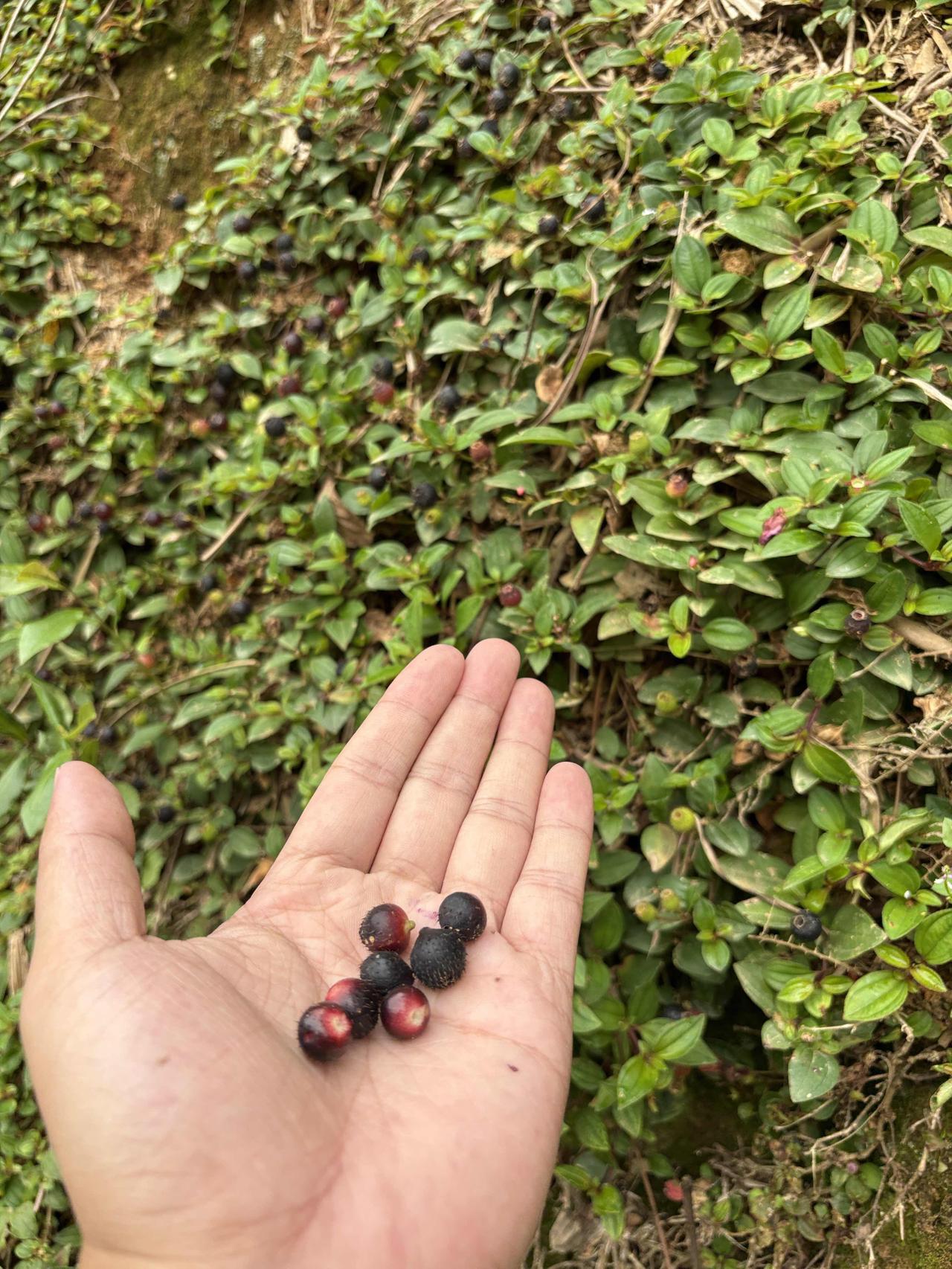 小时候吃过这个的扣1
在你的家乡这个叫什么名字？
在评论区打出来哦