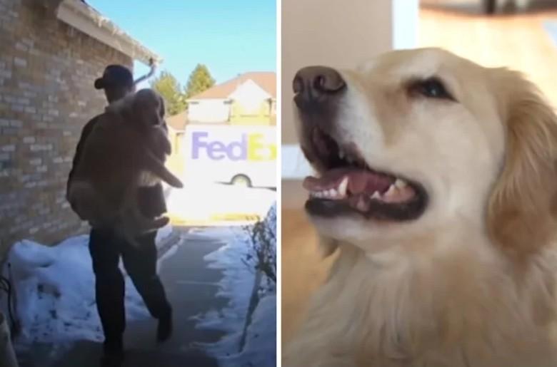 美国一户人家收到送货员送来一只黄金猎犬，而且还是专人抱着专程送上门，原来它是这家