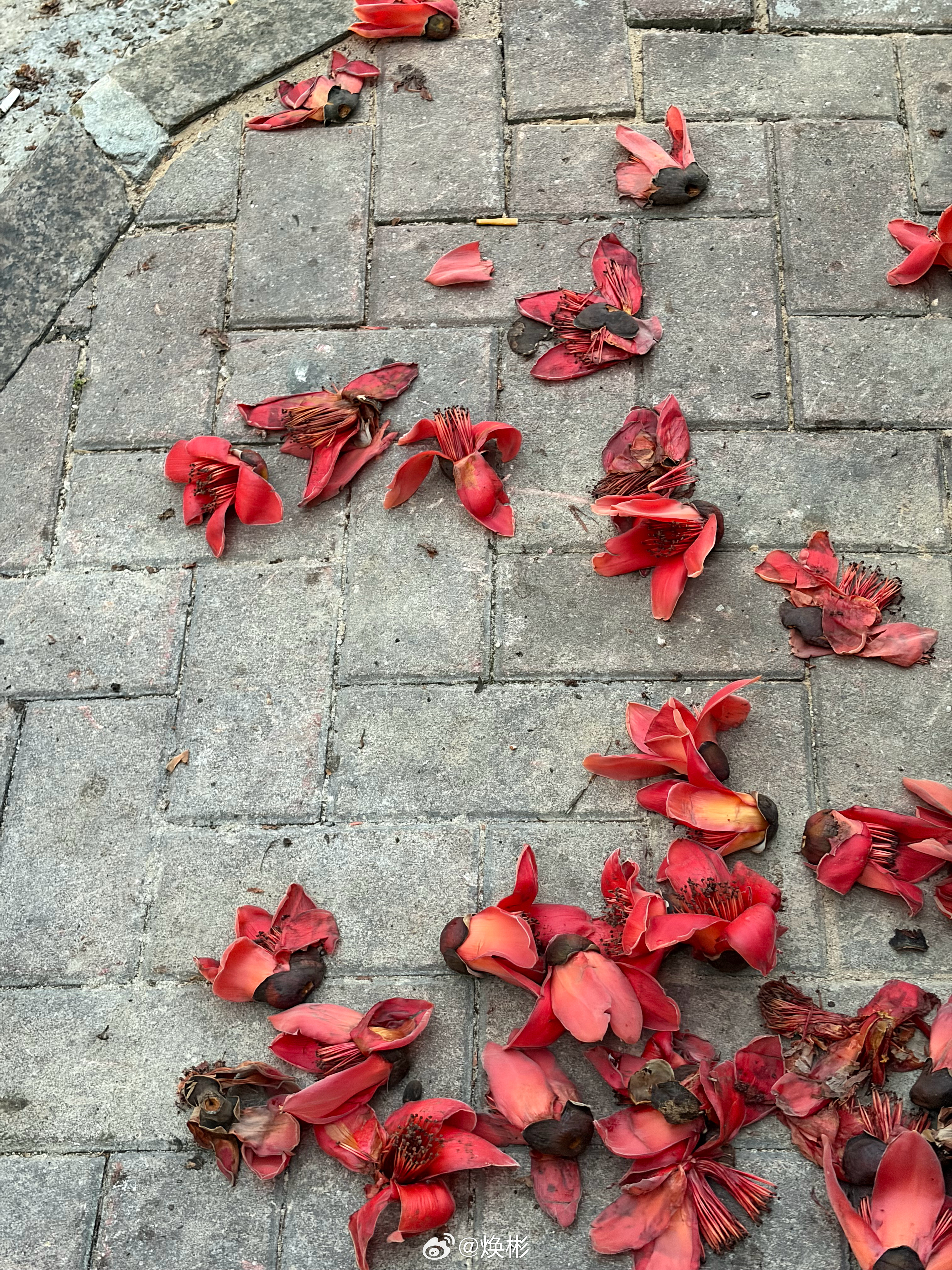 在这个美好的季节，看着散落一地的木棉花，内心感到无限的伤感，但是想到这些木棉花，