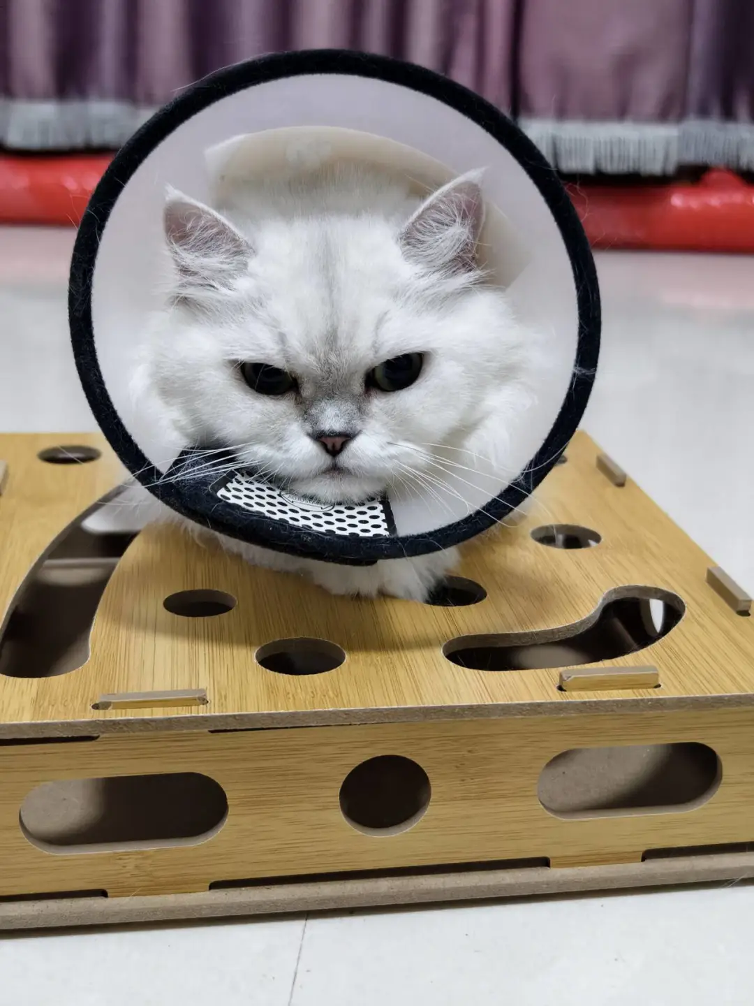小猫咪也会心情不好吗