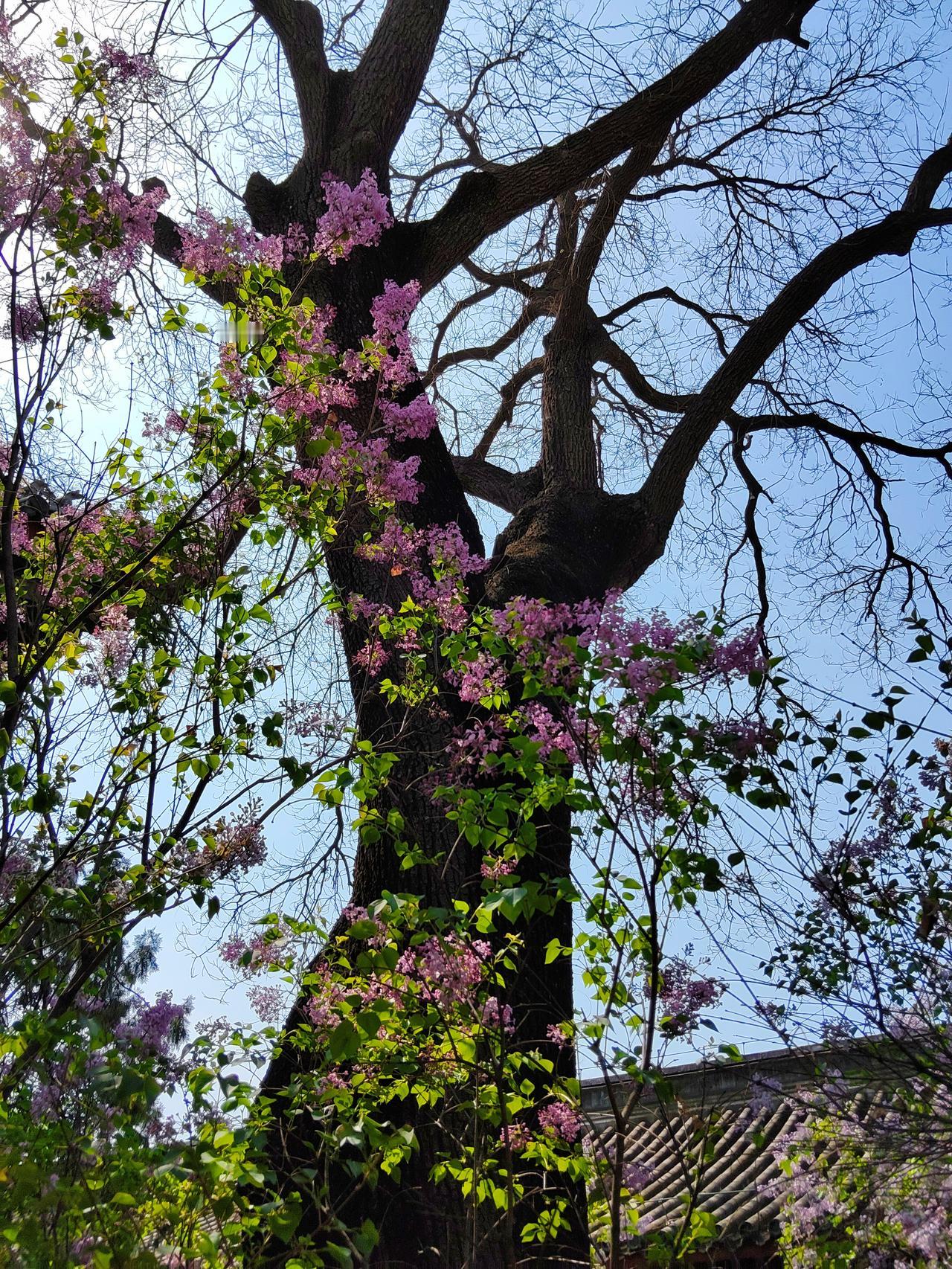 法源寺赏丁香
走进法源寺，没想到来今天拍丁香赏丁香的游人这么多，正逢中午，很多年