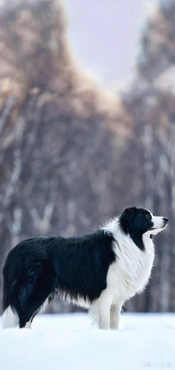 雪地里的牧羊犬，那画面真的很迷人。黑白相间的毛色在白雪的映衬下格外醒目，就像一幅