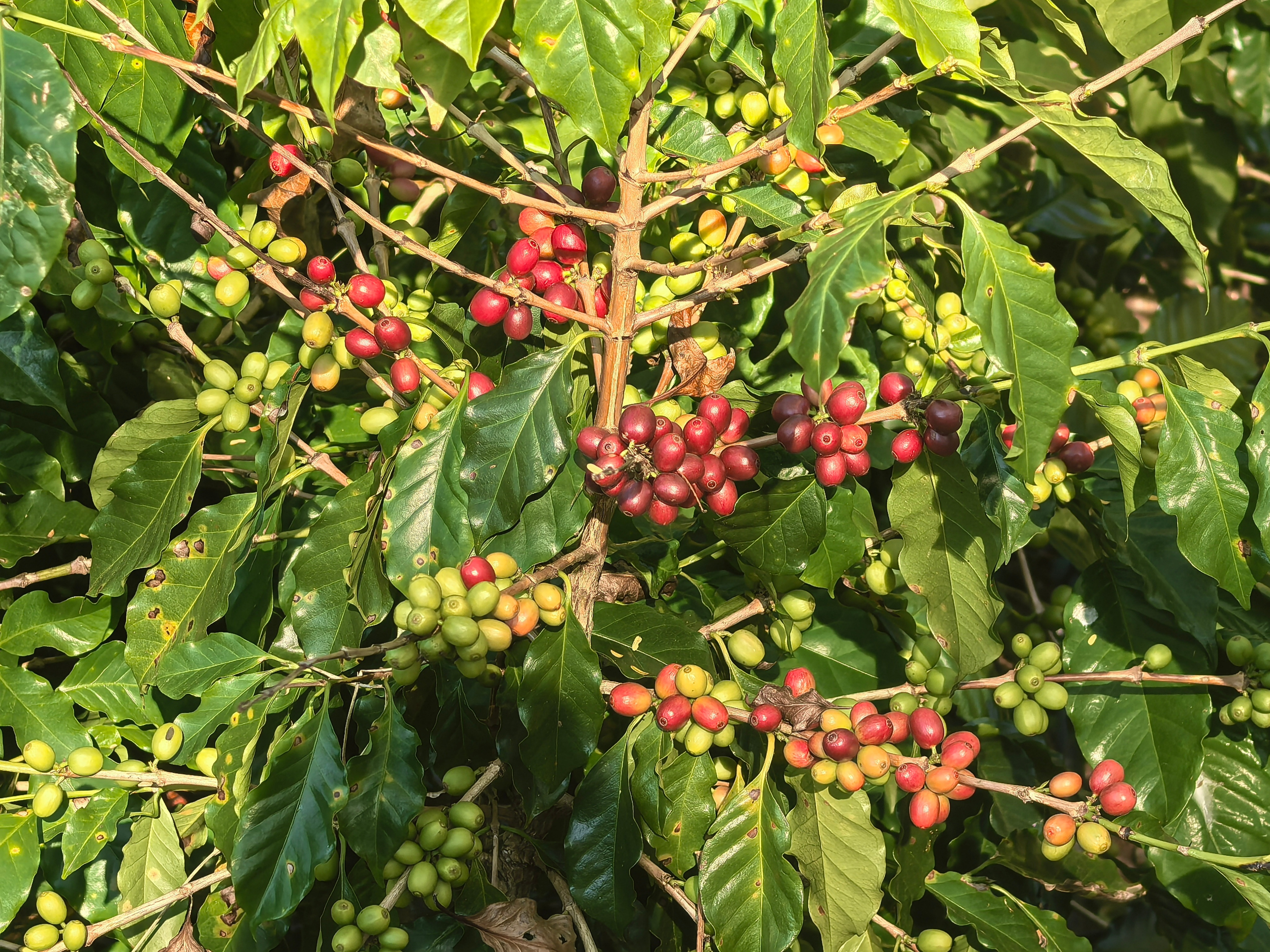 咖位云南 来云南普洱后，我才知道咖啡豆在成为咖啡豆之前，咖啡树和咖啡果是这样的，