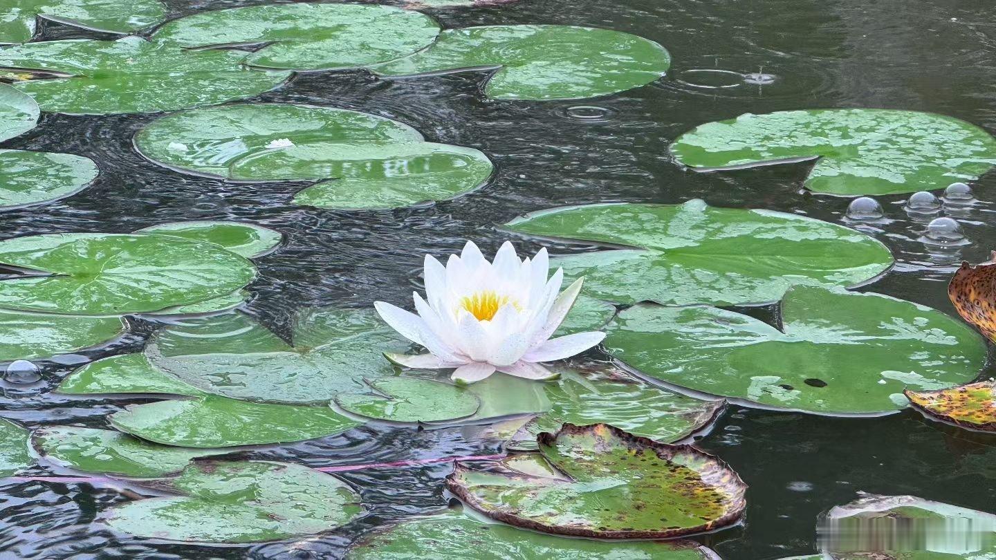今天小雨，一直下，雨中的睡莲安静的开着，孤单而有寂静！ ​​​