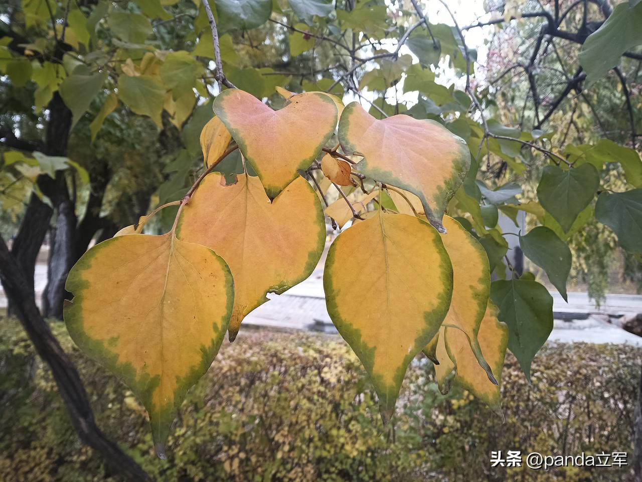 现在都差多了，以前在东北长春这，家家在入冬前都囤菜，我家还有菜窖。
现在大量囤菜
