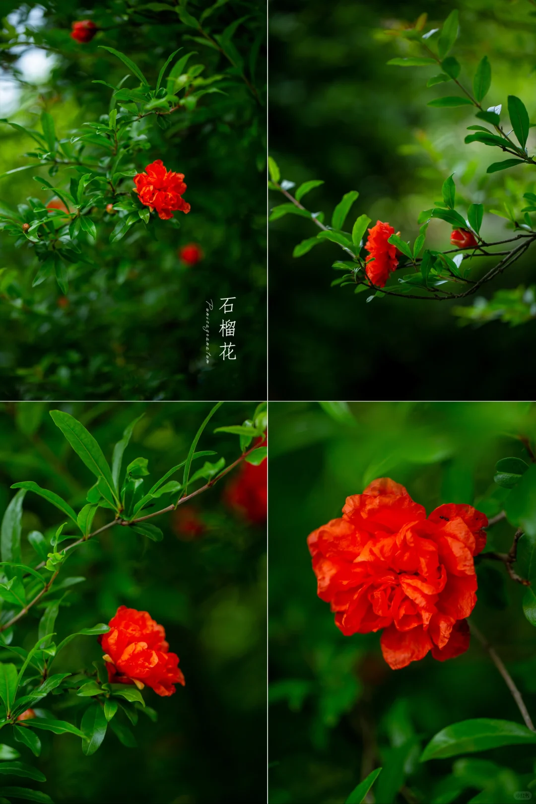 春已逝夏伊始——石榴花