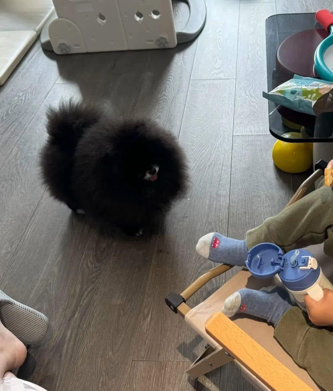 周末去朋友家看到的，好可爱的煤球啊，这是什么品种？我也想养一只 