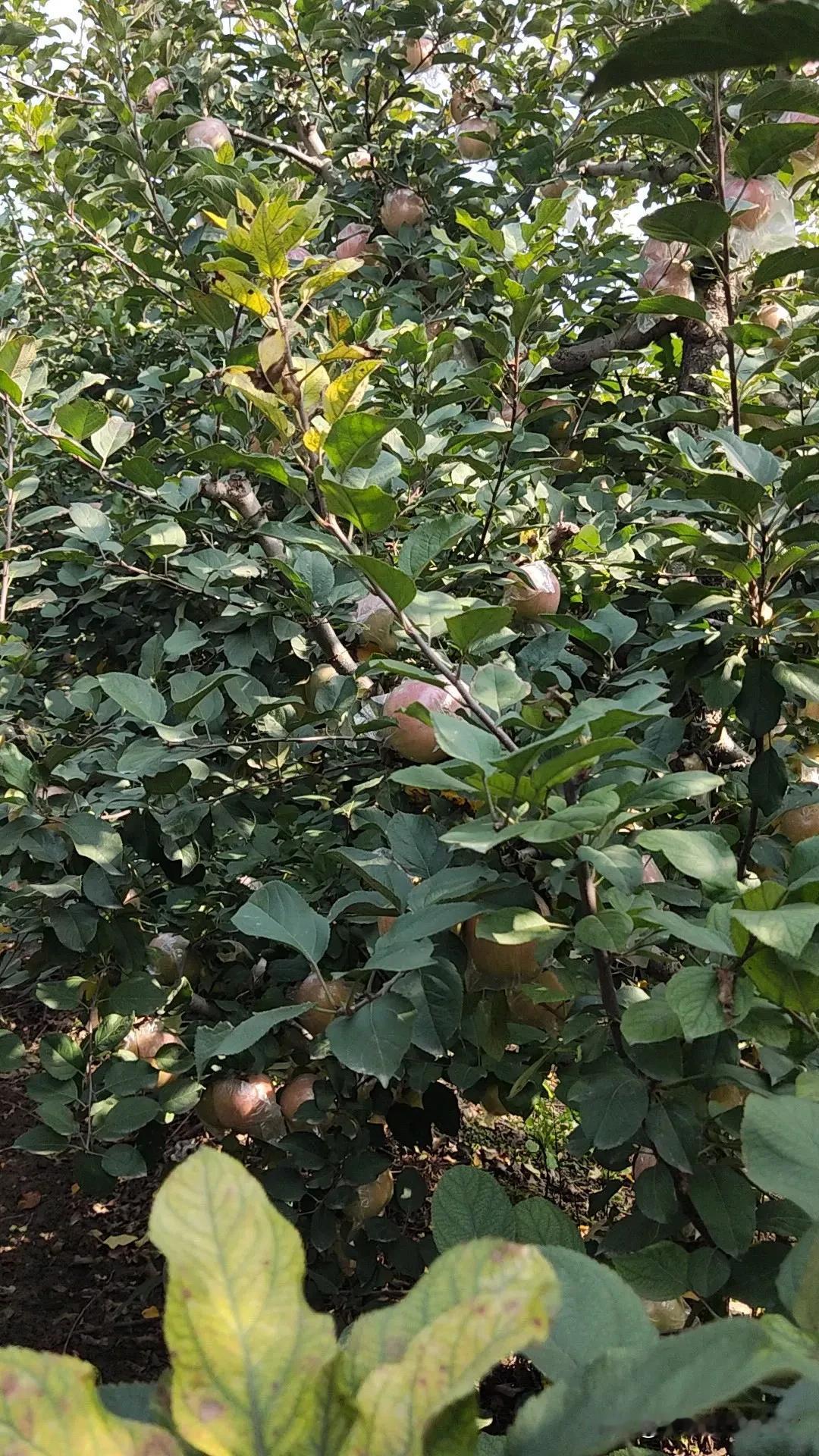 对联成诗，谢谢欣赏[玫瑰]
湖边杨柳钓春色
水中锦鲤跃龙门
穴眠巳蛇抖精神
大地