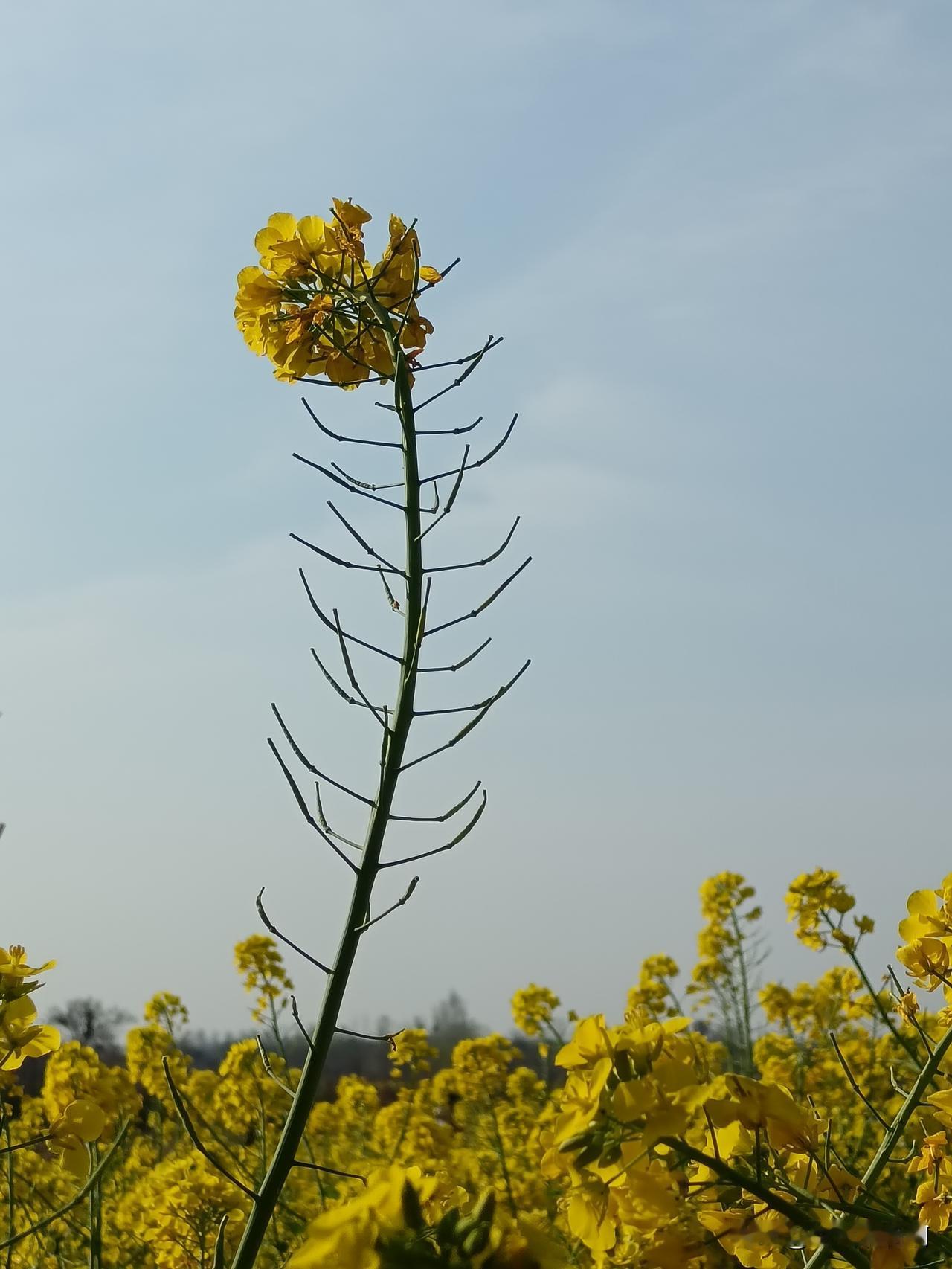 这几天高速免费，跑了一段高速。
车辆明显的多，一排排一串串的，大多数人都遵章守法