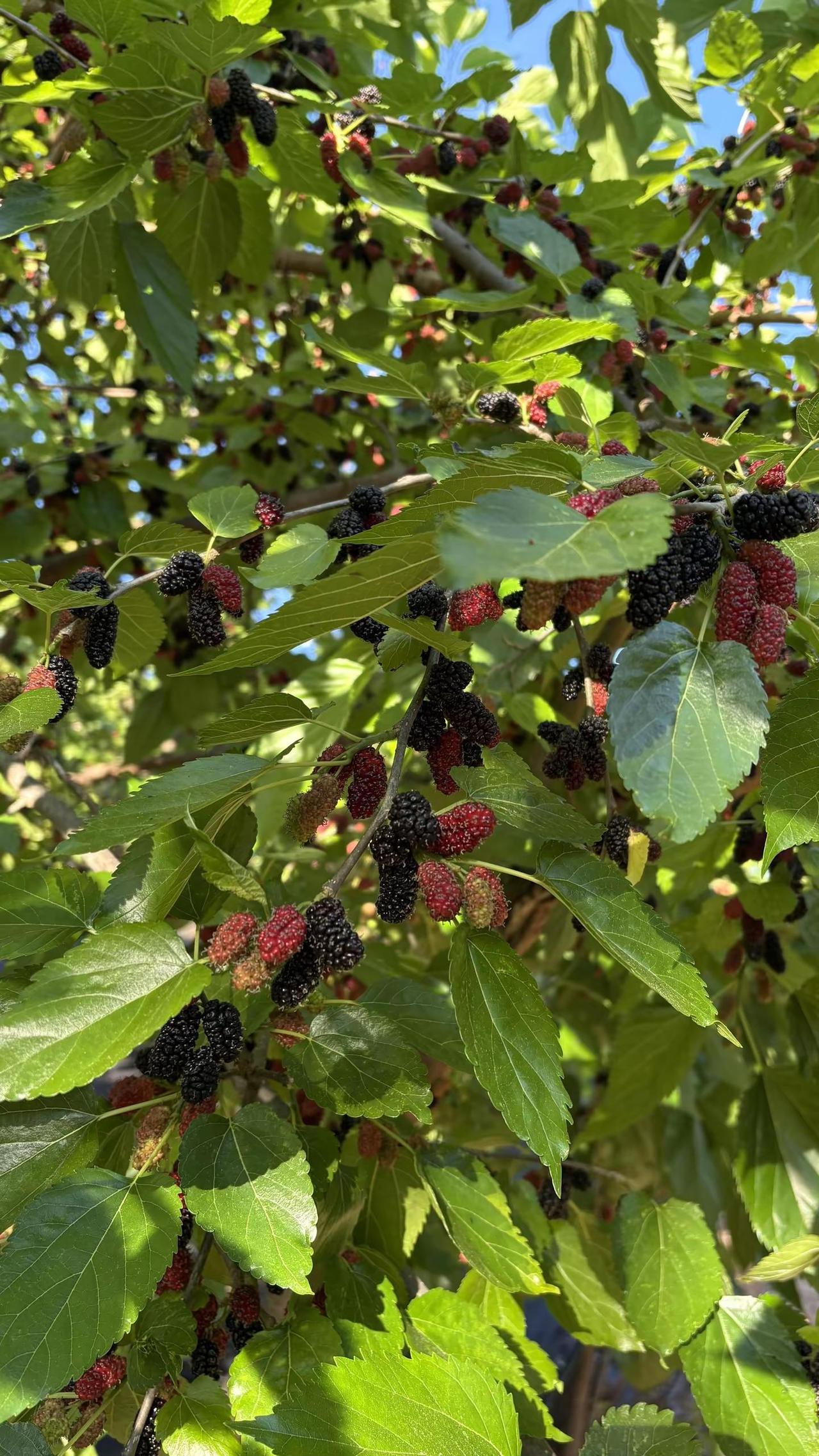 相当Beautiful的桑葚果