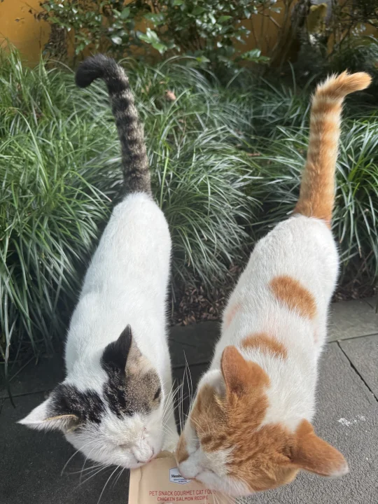 寺庙撸猫隐藏功能开发中。。。。