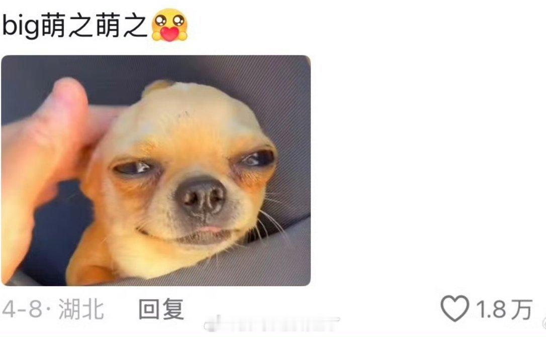 谁教你们这样寄养的这个真的好可爱，萌之萌之！