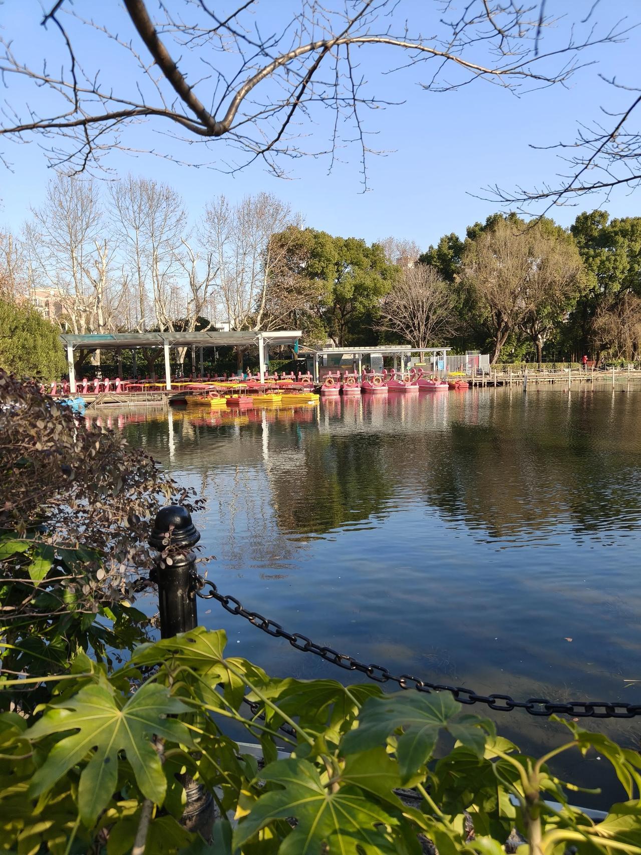 冬日午后鲁迅公园走一圈

散步随手拍实景图分享！

湖水清澈，茶花🌸

紫罗兰