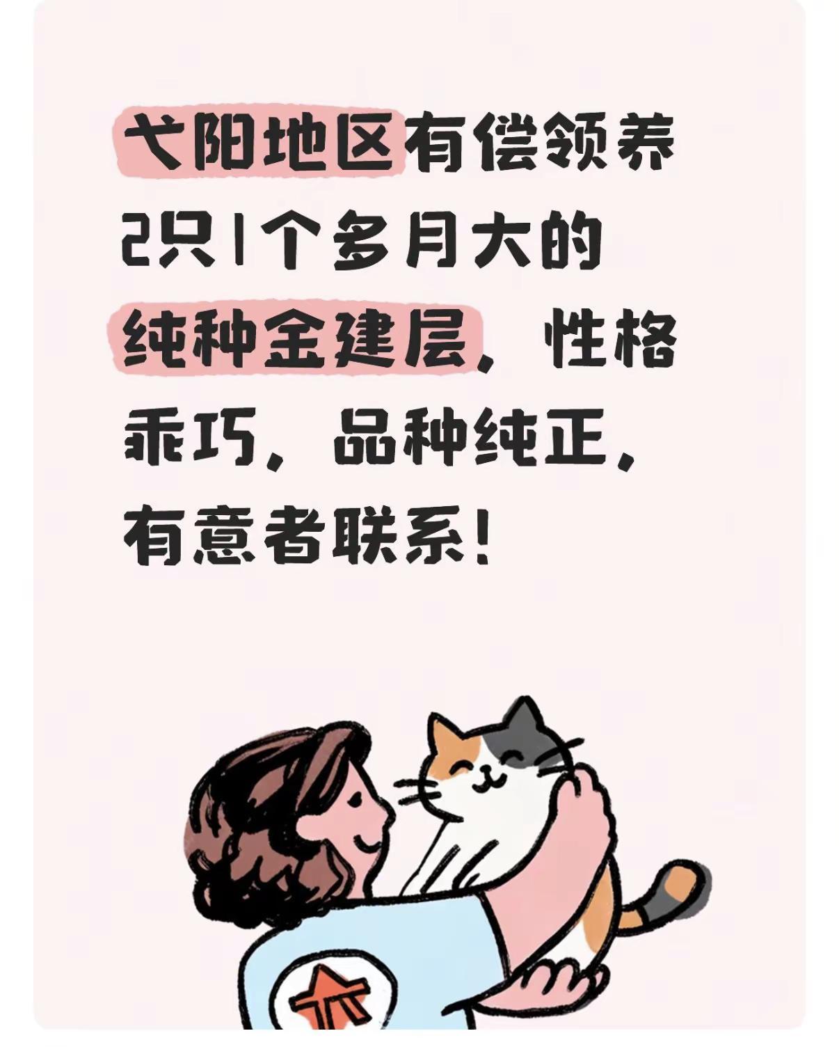 诚心的来。猫咪领养 同城猫咪领养