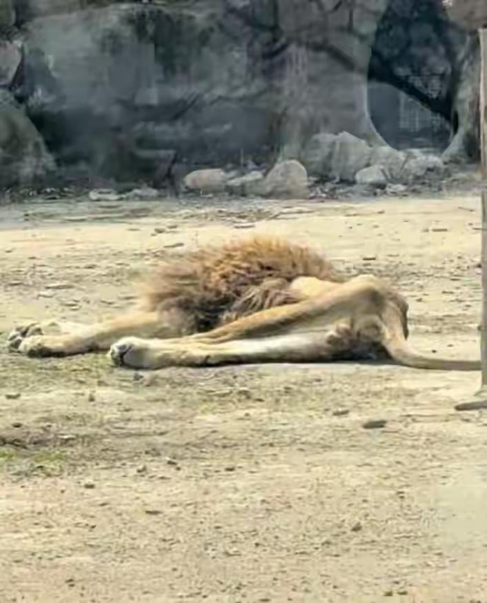 配偶去世太伤心，40多天几乎不吃东西“饿成片片”。

这事你别不信，只不过这回把