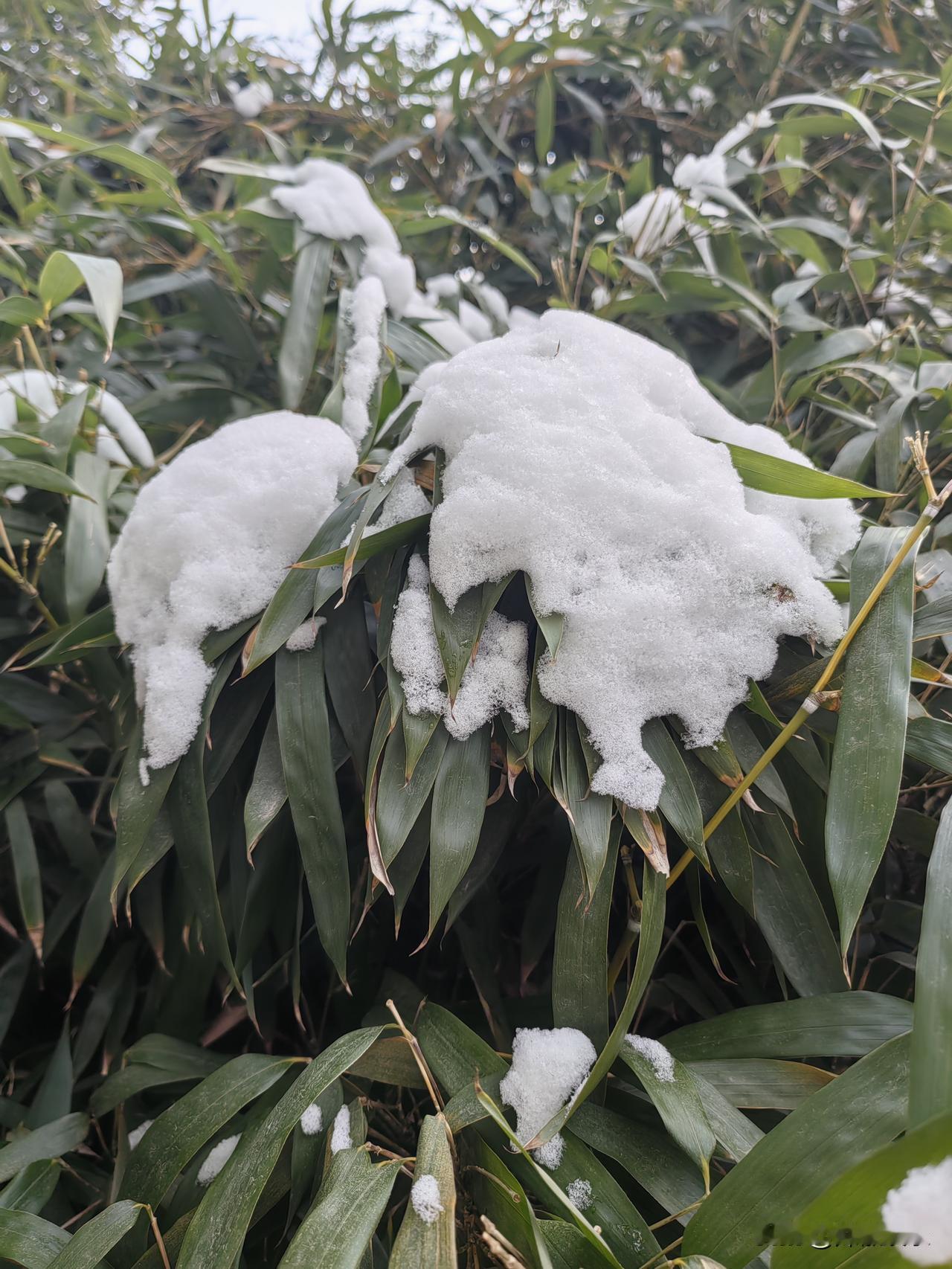 雪景，这场雪可乐坏了孩子们，
随处可见孩子们堆的雪人，各式各样。