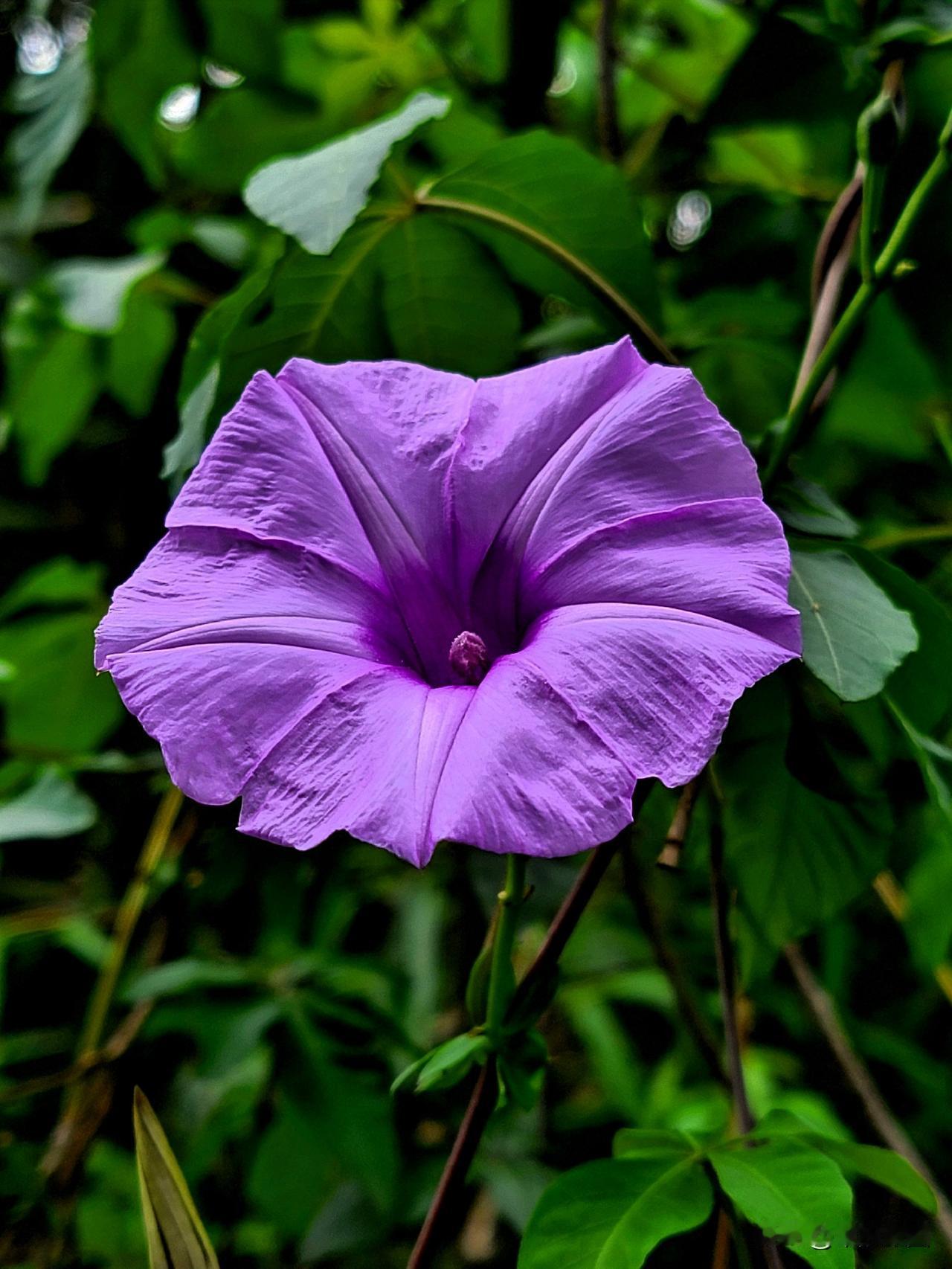 初夏，美丽的五爪金龙开始绽放，它常常被人混淆为牵牛花。五爪金龙与牵牛花虽同属旋花