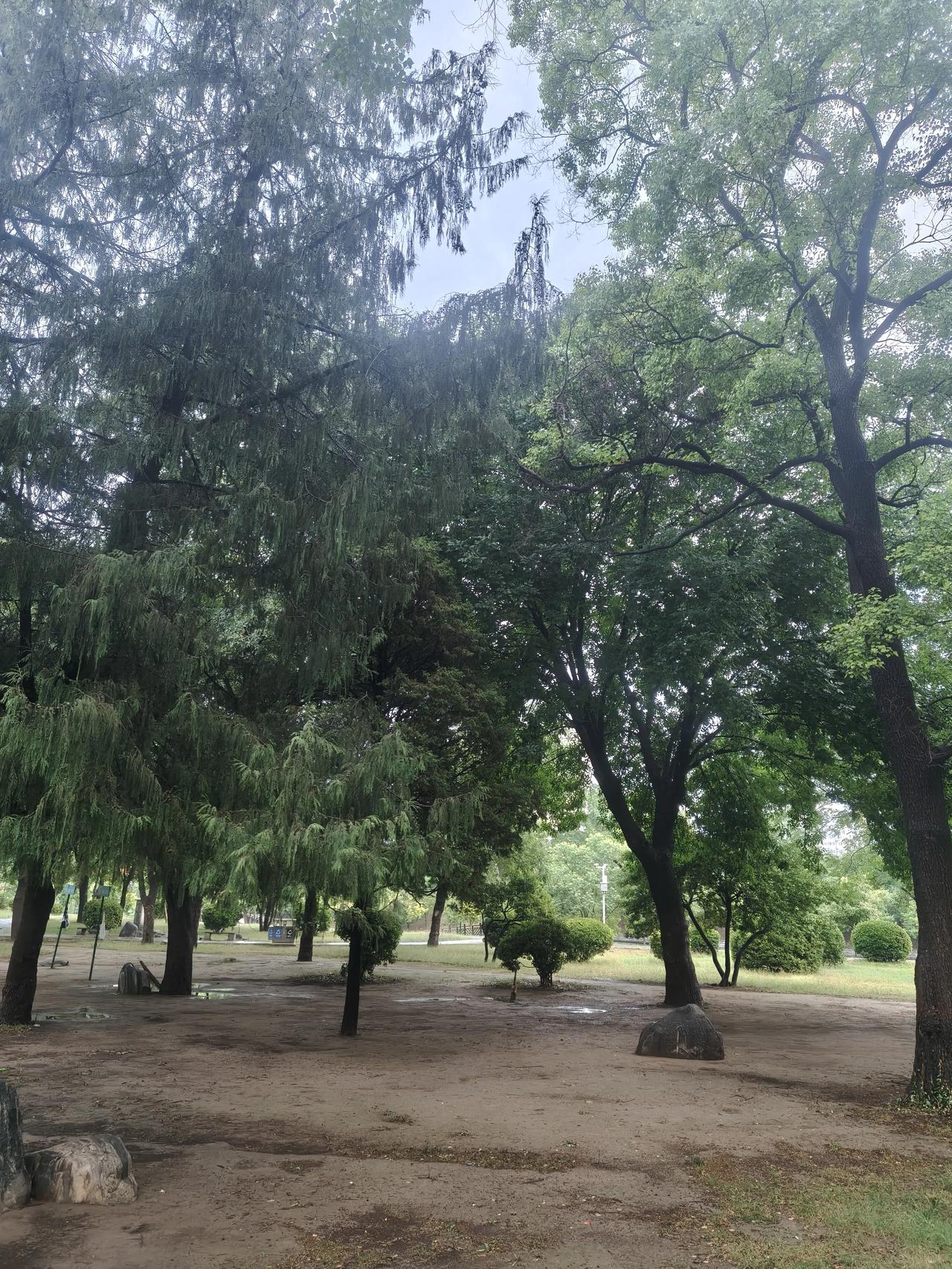 夏日生活打卡季树荫罩海棠，旭日创秋粮。晨跑汗夹背，延年日子常