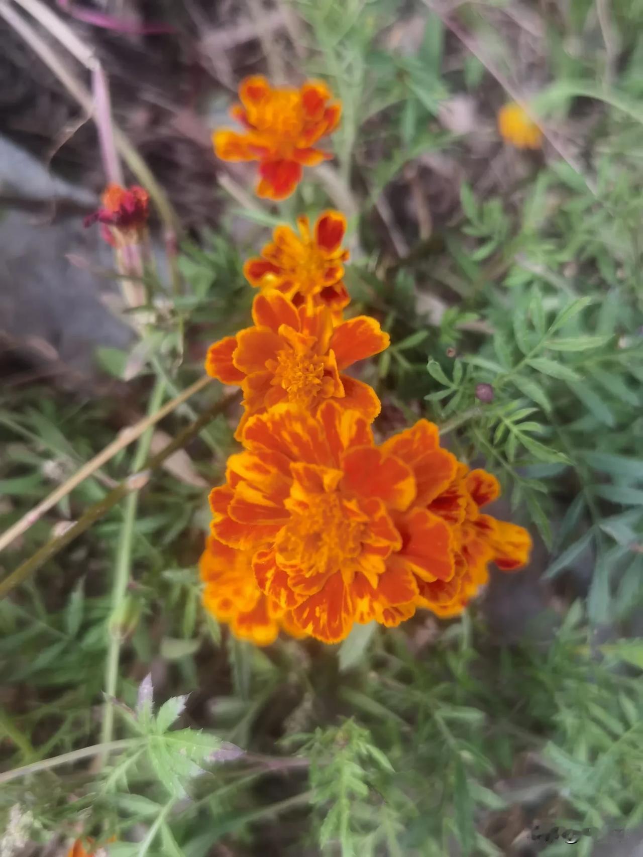 #分享你手机中的花花草草#