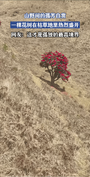 “俏也不争春，只把春来报。”具像化了！
空坡无人花自开，不是孤独，它这是独领风骚