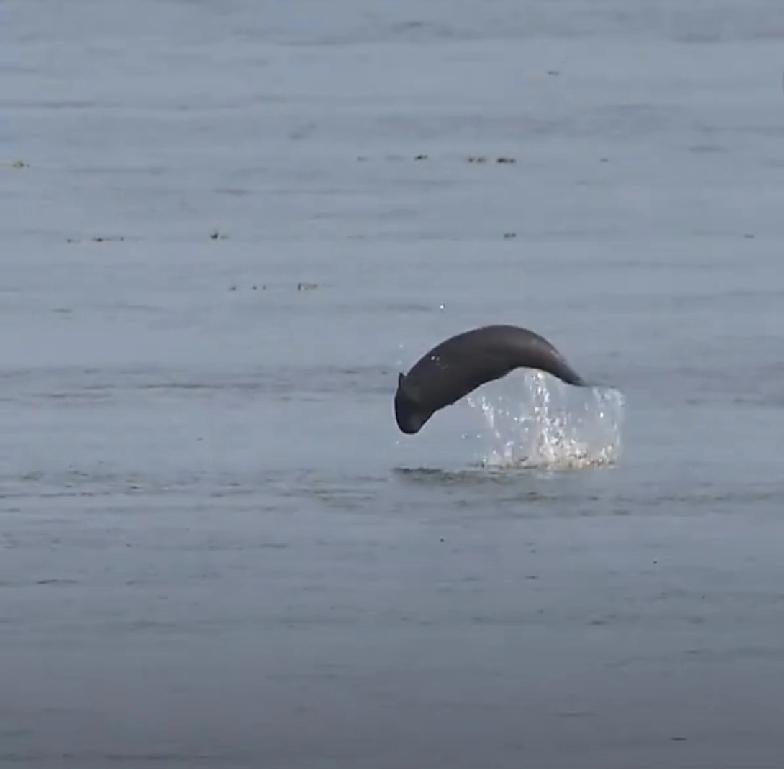 晋帝国武昌太守陶侃大破益州流民首领杜弢，命参军王贡向征讨都督王敦报捷。王敦表陶侃