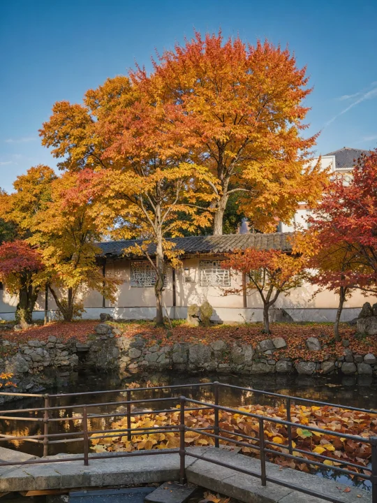 live🍂感受秋天对苏州园林的渲染力