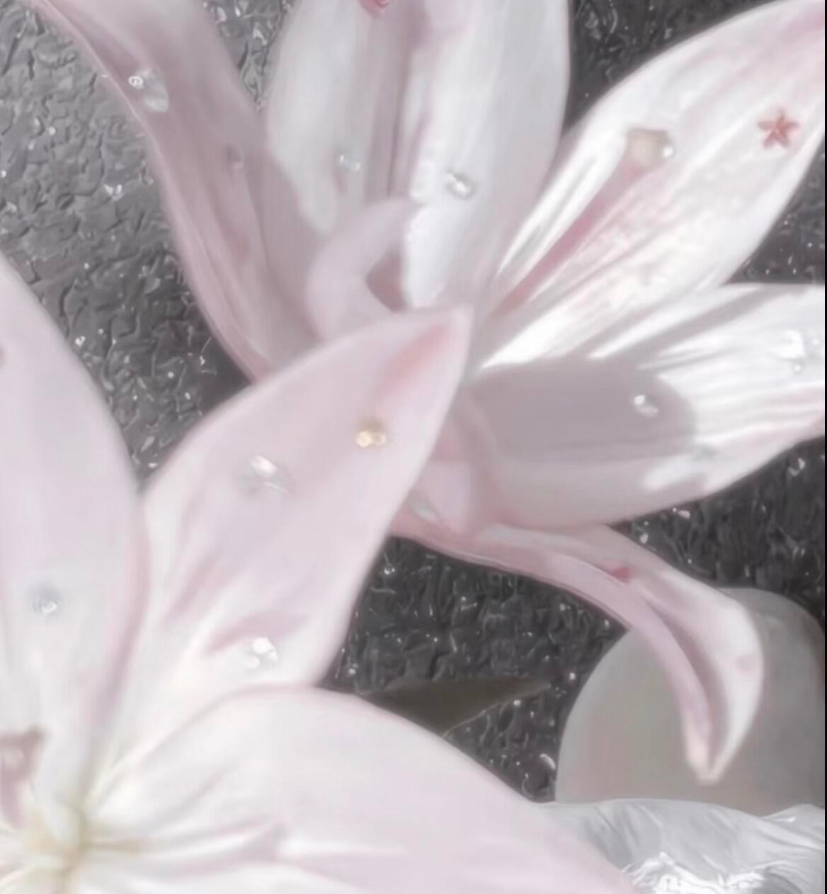 【背景图】分享‹𝟹₊˚⊹♡粉色|灰色|花朵|文艺|方格|爱心|低饱和|审美积累