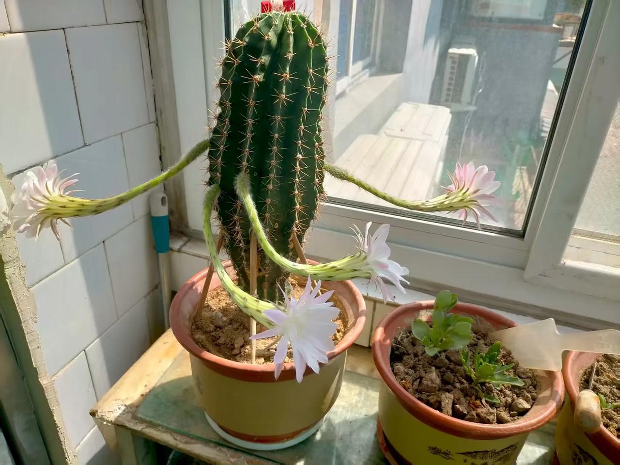 家里种的仙人掌罕见开花，一开还是四朵。
种了好几年，这还是第一次。
这算是祥瑞吗