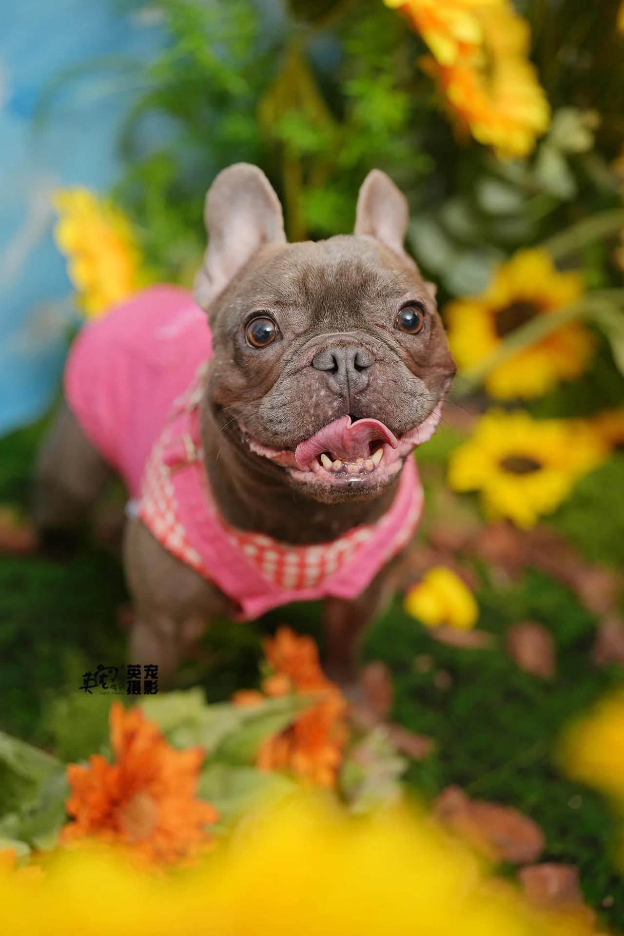 不管是多么严肃的小朋友
来英宠都会变成眉清目秀小可爱🤩