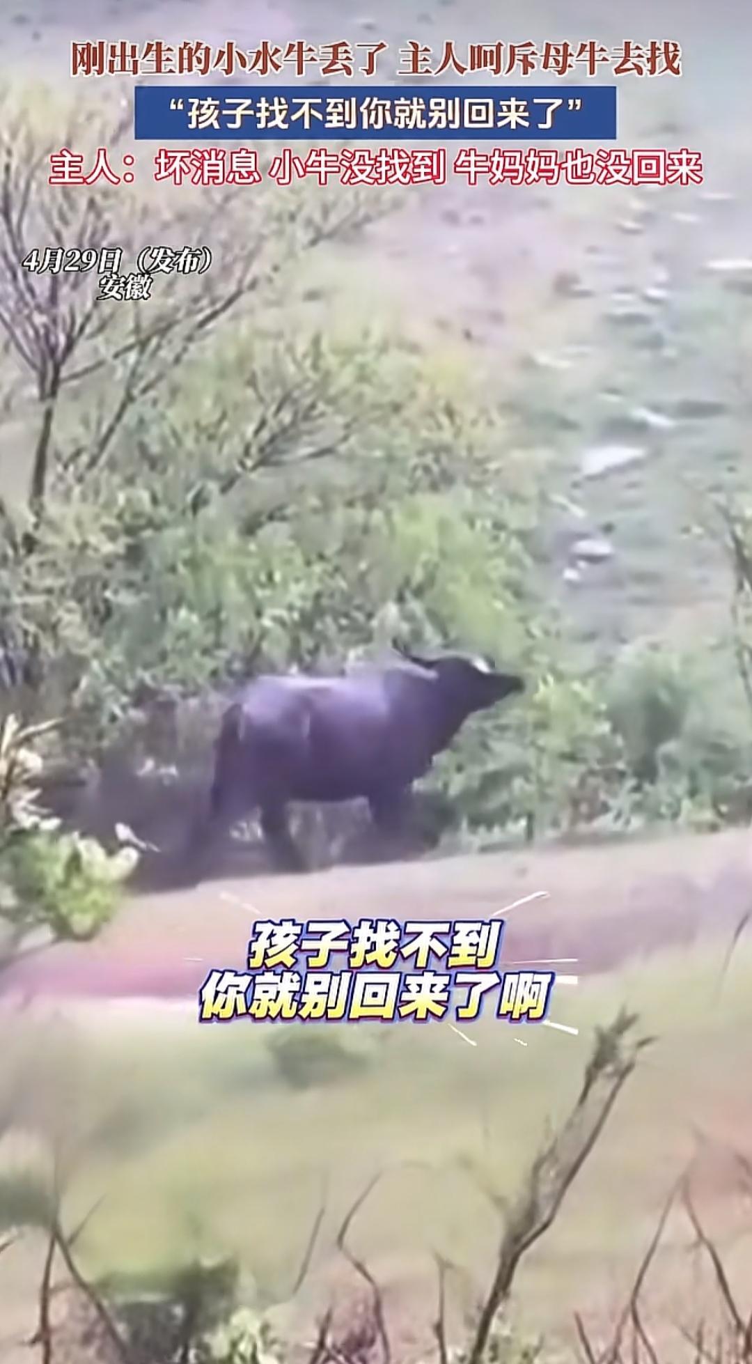 安徽的一农户一早起来，让自的母牛带着小牛犊去村外的草地吃草。就转头功夫，那调皮的