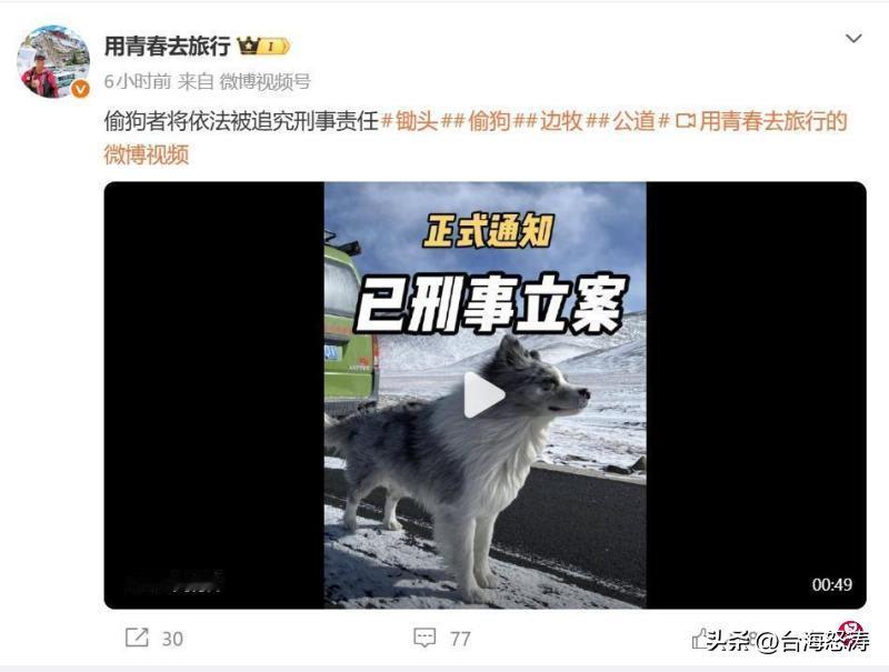 网红边牧“锄头”被盗并遭宰杀事件，目前已迎来重要进展。根据最新消息，当地警方已正