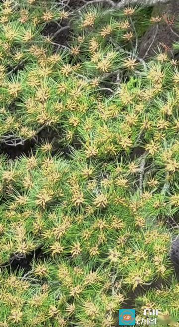 刷到迎客松开花，接福接财接大运
 
黄山迎客松悄然开花，实在是难得的祥瑞之兆！